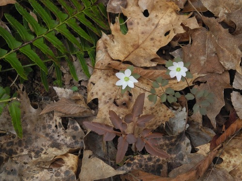 Sparselobe grapefern (Sceptridium biternatum)