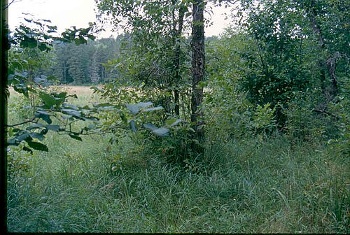 Cut-leaved grapefern: Botrychium dissectum habitat 1-eheep