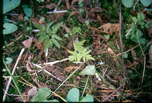 Cut-leaved grapefern: Botrychium dissectum 8-eheep