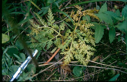 Cut-leaved grapefern: Botrychium dissectum 11-eheep