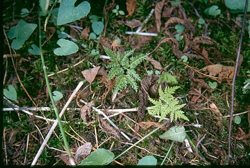 Cut-leaved grapefern: Botrychium dissectum 9-eheep