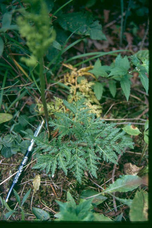 Cut-leaved grapefern: Botrychium dissectum 10-eheep