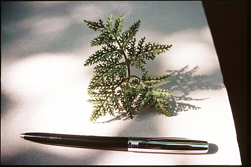 Cut-leaved grapefern: Botrychium dissectum 6-eheep