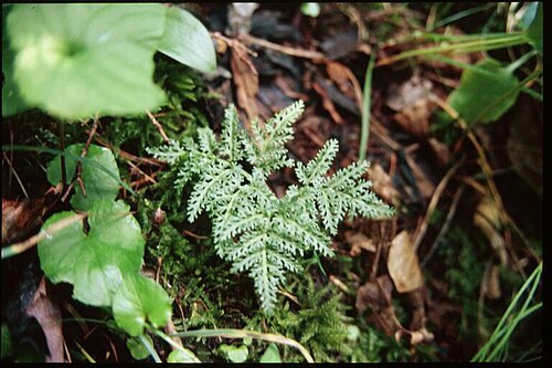 Cut-leaved grapefern: Botrychium dissectum 5-eheep