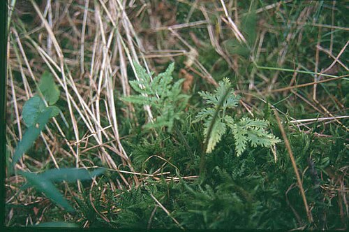 Cut-leaved grapefern: Botrychium dissectum 7-eheep