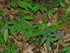 Sceptridium formosanum (Sceptridium formosanum)