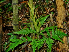 Sceptridium formosanum (Sceptridium formosanum)