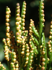Sceptridium formosanum (Sceptridium formosanum)