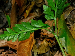 Sceptridium formosanum (Sceptridium formosanum)