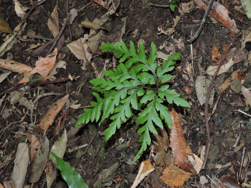 Sceptridium formosanum (Sceptridium formosanum)