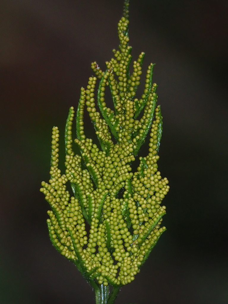 Sceptridium formosanum (Sceptridium formosanum)