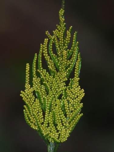 Sceptridium formosanum (Sceptridium formosanum)