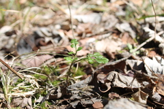 Dixie grapefern (Sceptridium jenmanii)