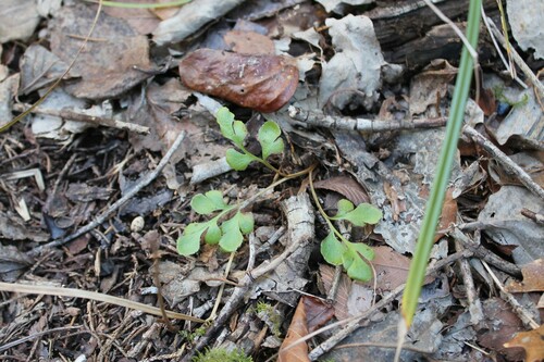 Dixie grapefern (Sceptridium jenmanii)