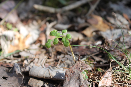 Dixie grapefern (Sceptridium jenmanii)