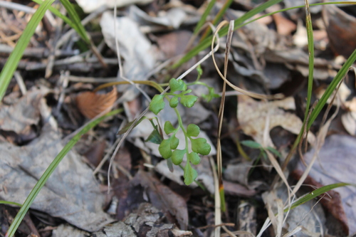 Dixie grapefern (Sceptridium jenmanii)