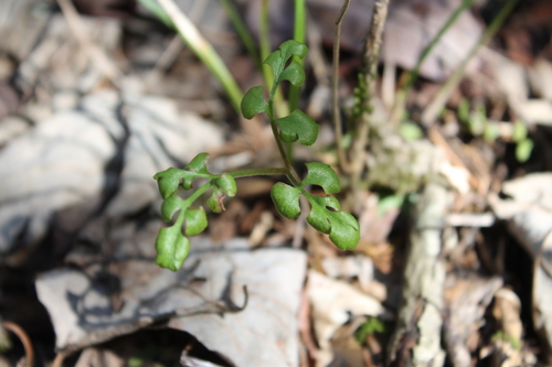 Dixie grapefern (Sceptridium jenmanii)
