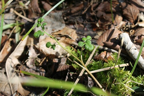 Dixie grapefern (Sceptridium jenmanii)