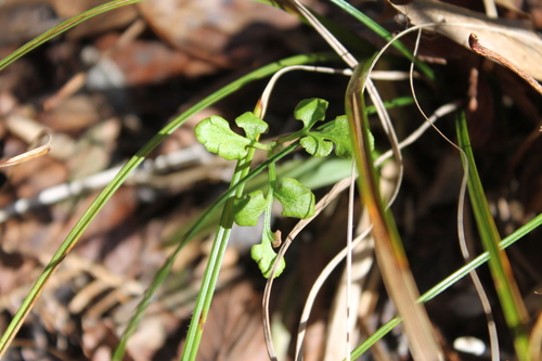 Dixie grapefern (Sceptridium jenmanii)