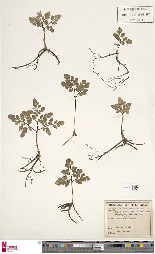 Dixie grapefern: Sceptridium jenmanii (Underw.) Lyon 2515393901