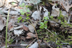Dixie grapefern (Sceptridium jenmanii)