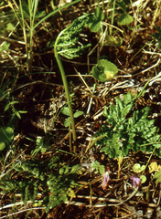Sceptridium robustum (Sceptridium robustum)