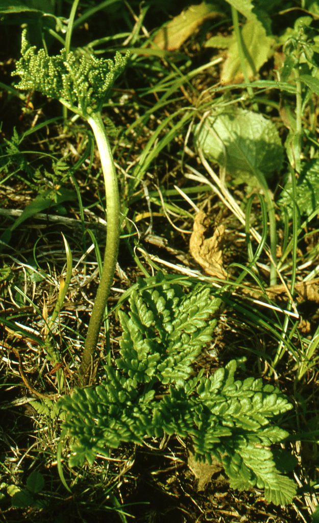Sceptridium robustum (Sceptridium robustum)