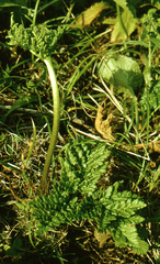 Sceptridium robustum (Sceptridium robustum)