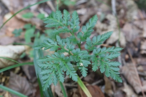 Sceptridium robustum (Sceptridium robustum)