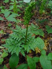 Sceptridium robustum (Sceptridium robustum)