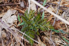 Sceptridium robustum (Sceptridium robustum)