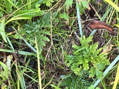 Sceptridium robustum (Sceptridium robustum)