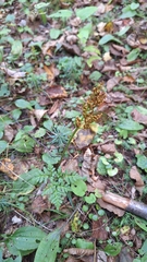Sceptridium robustum (Sceptridium robustum)