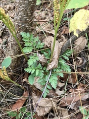 St. Lawrence grapefern (Sceptridium rugulosum)
