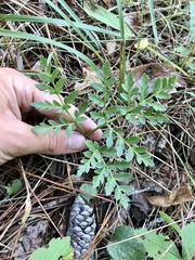 St. Lawrence grapefern (Sceptridium rugulosum)