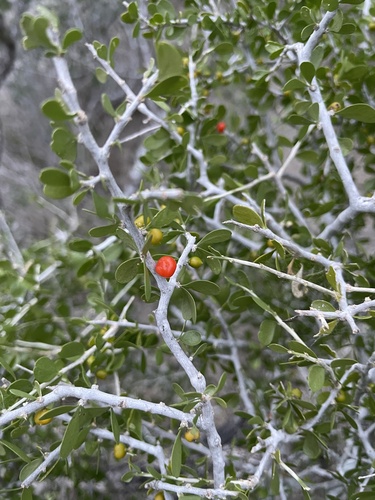 Desert yaupon (Schaefferia cuneifolia)
