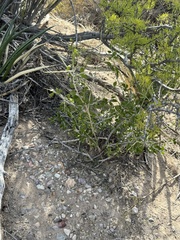 Desert yaupon (Schaefferia cuneifolia)