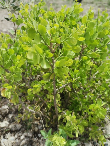 Desert yaupon (Schaefferia cuneifolia)