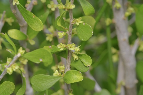 Desert yaupon (Schaefferia cuneifolia)