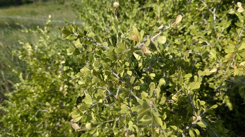 Desert yaupon (Schaefferia cuneifolia)