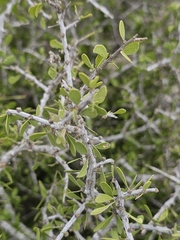 Desert yaupon (Schaefferia cuneifolia)