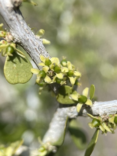 Desert yaupon (Schaefferia cuneifolia)
