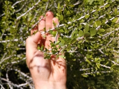 Desert yaupon (Schaefferia cuneifolia)