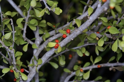 Desert yaupon (Schaefferia cuneifolia)