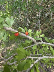 Desert yaupon (Schaefferia cuneifolia)