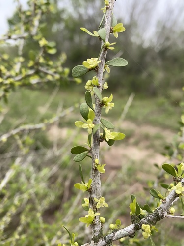 Desert yaupon (Schaefferia cuneifolia)