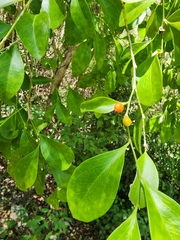 Florida boxwood (Schaefferia frutescens)