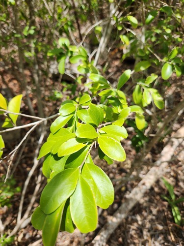 Florida boxwood (Schaefferia frutescens)