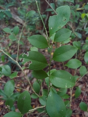 Florida boxwood (Schaefferia frutescens)