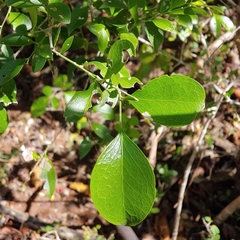 Florida boxwood (Schaefferia frutescens)